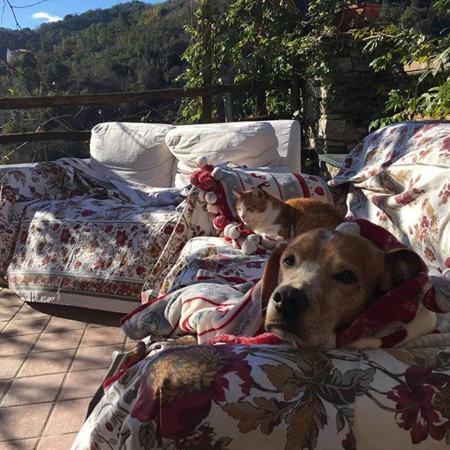 Villa Agriturismo Aspettando Il Sole Orco Feglino Exterior foto